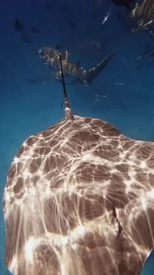 Stingray Swimming Underwater in Tropical Blue Sea Vertical Footage