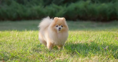 Happy Little Cute Fluffy Pedigree Pomeranian Dog Walking Outdoor at Park on a Grass Lawn