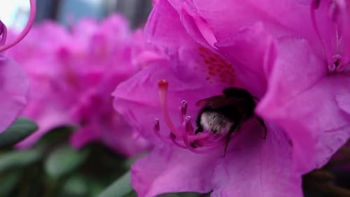 Bumble bee collects nectar from rhododendron flower and fly off, close up