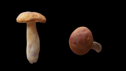 Two Realistic Mushrooms Rotating in Seamless 3D Animation