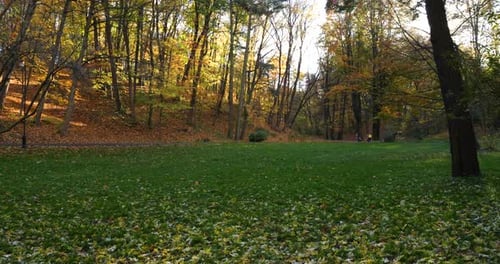 Autumn Park. Fallen leaves on the green grass in the meadow.