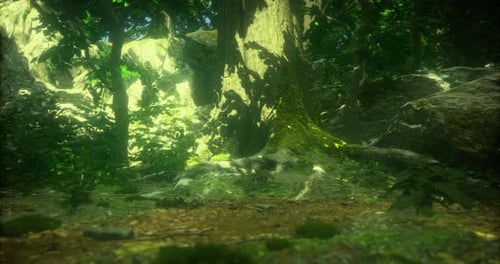 Lush Green Forest with Sunlight Filtering Through Trees in a Serene Environment