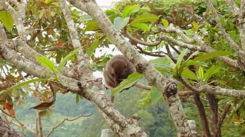 Small Monkey resting on Branch among Dense Leaves in Slight Overhead Angle with Soft Light revealing