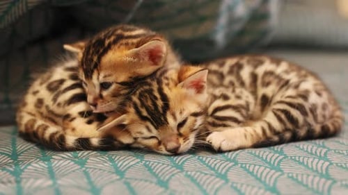 Three Adorable Bengal Kittens Sleeping Peacefully Together