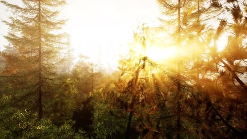 Sunlight Streaming Through Trees in a Serene Forest