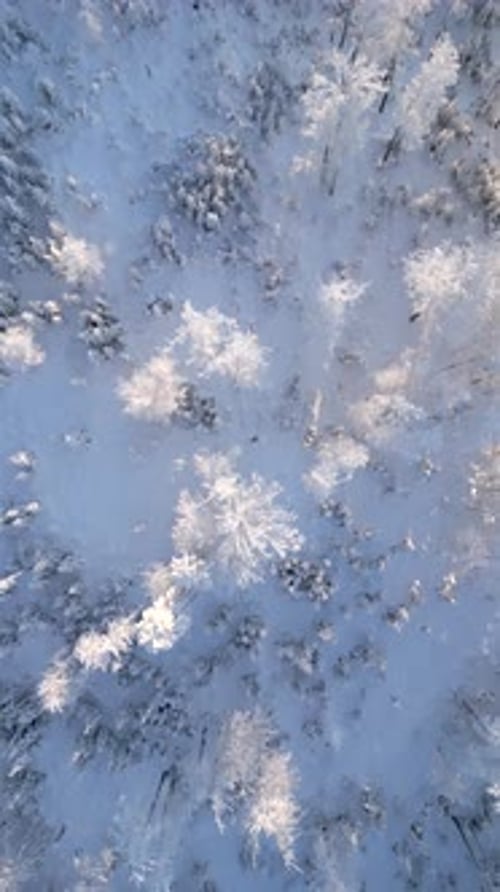 Frosty Trees in Frozen Winter Forest on Sunny Day