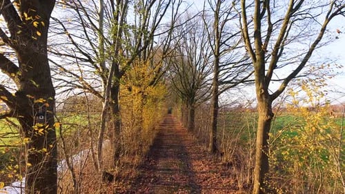 Gepflasterter Weg im Herbstwald, gesäumt von hohen Bäumen und gefallenen gelbbraunen Blättern, sanfter Sonneneinstrahlung