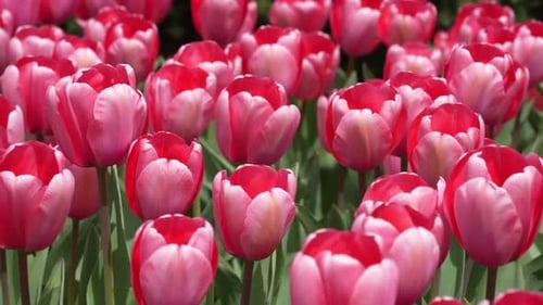 Beautiful Tulips in a Romantic Nature Scene Red Tulips in a Green Meadow Tulips Wallpaper Spring