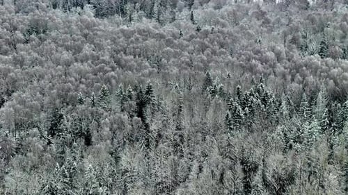 Winter aerial view of a frosty snow-covered forest creating a serene and tranquil atmosphere