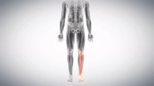 Das menschliche Skelettsystem mit hervorgehobener Unterschenkel- und Fußanatomie