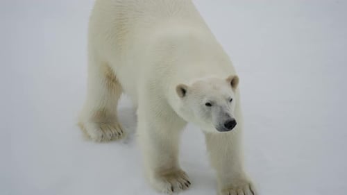 Majestic Polar Bear Traversing a Vast Snowy Landscape Captured From Front and Side Angles Showcasing