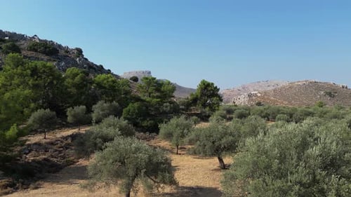 Olive Trees 170