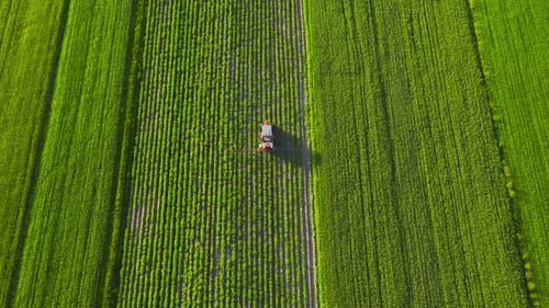 Tractor Sprays Fertilizer on Agricultural Plants on the Rapeseed Field Top View