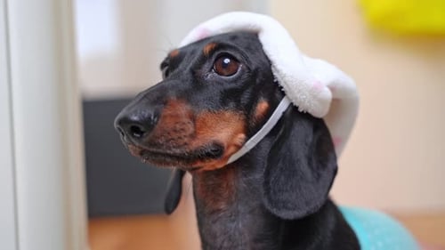 Cute Dachshund Dog Posing in a Hat Indoors
