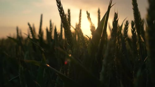 Rays of Sunset Sunbeams Through Wheat Spikelets Ripening Cereal Field for Making Bread Close Up