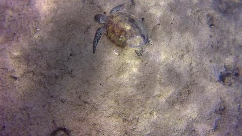 Little sea turtle swimming in the ocean