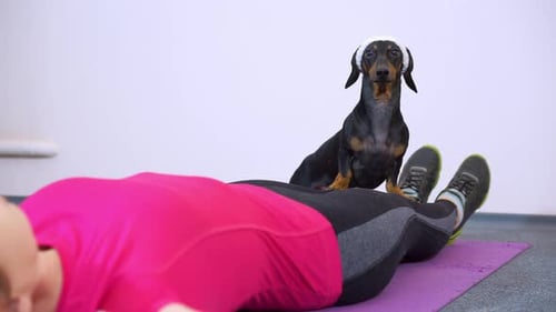 Woman swing press , strict dog fitness trainer controls exercise in gym fitness