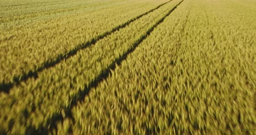 Weites Weizenfeld unter freiem Himmel