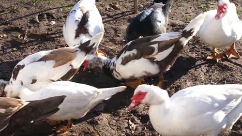 09. Domestic ducks on the farm. Care and breeding of ducks.