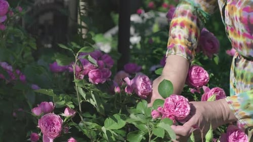 Adult Pruning Pink Roses in Sunny Garden