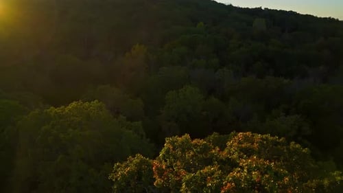 Trees In The Dense Forest Illuminated By Bright Sun At Sunrise. - -aerial shot