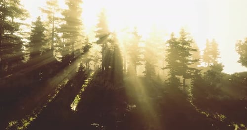 Sunlight Filters Through Trees in a Serene Forest During Golden Hour