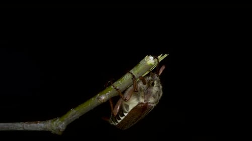 a female cockchafer hangs from a broken twig of an oak tree