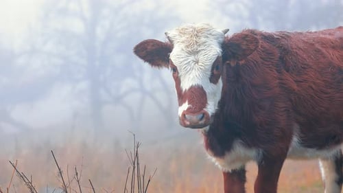 Beautiful Close Up Portrait of a Brown and White Cow in the Morning Mist Domestic Farm Animal