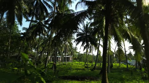 Sunny Exotic Palm tree Jungle in Asia moving drone shot