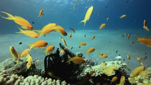 Underwater Tropical Blue Sea