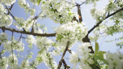 Blooming Trees in Spring in the Garden