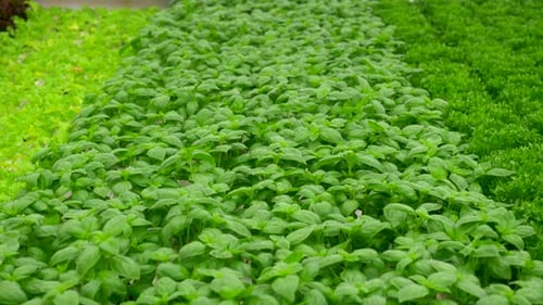 Green leafy Basil plants in an Hydroponic growing setting