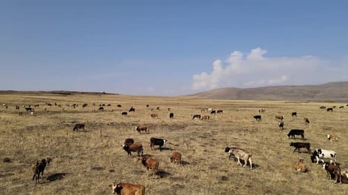 cows nature