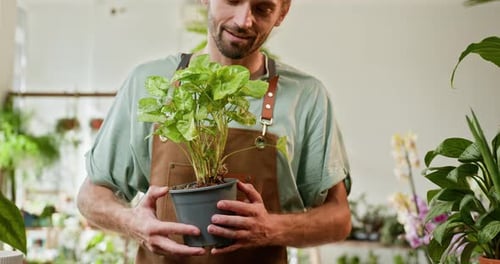 Caucasian Male Shop Assistant Working in Indoor Potted Plant Store Small