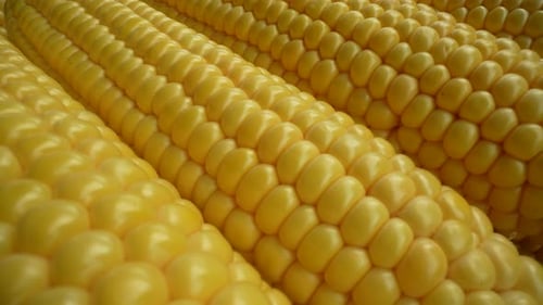 Fresh Corn 24