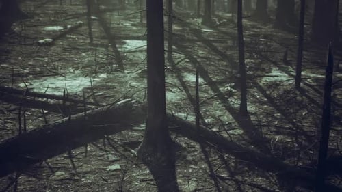 Burned Forest Landscape Showcasing the Aftermath of a Wildfire