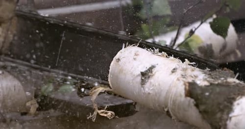 Chainsaw Cuts Through a White Birch Log