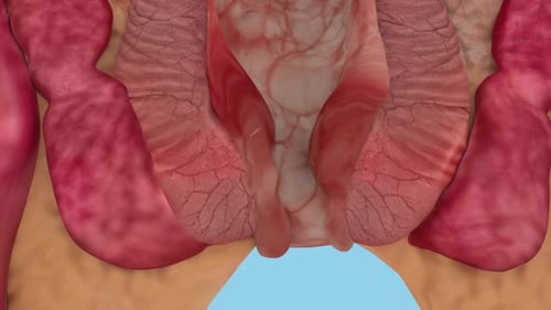 3D Animation of Human Vocal Cords Opening and Closing