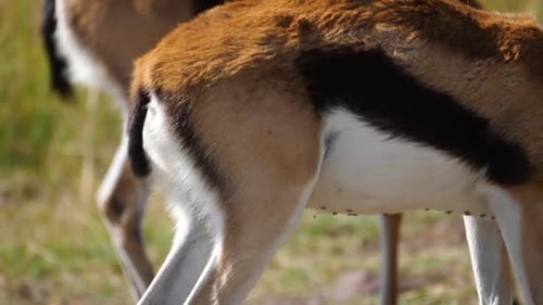 Closeup of the tails wagging of Thomson's gazelle antelopes grazing on the Masai Mara in Kenya , fil