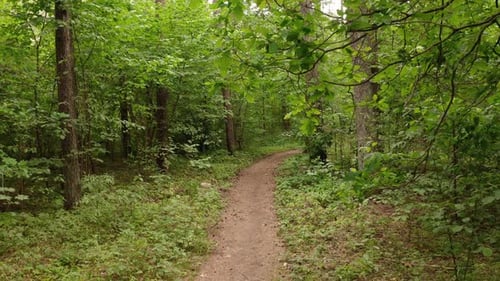 Low Altitude Drone Flight Over a Forest Path on a Cloudy Day