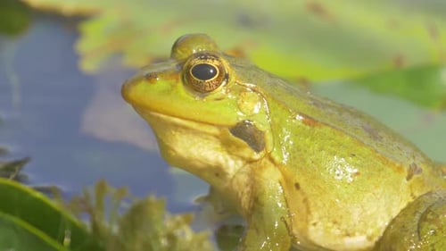 Levant frog in lake, Jerusalem, Israel