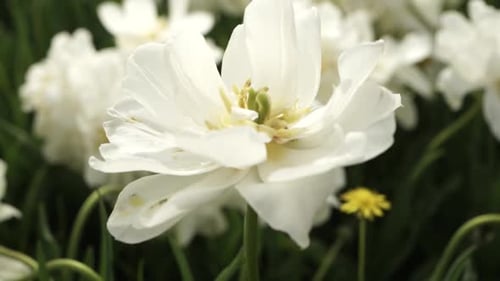 blooming tulips on green grass