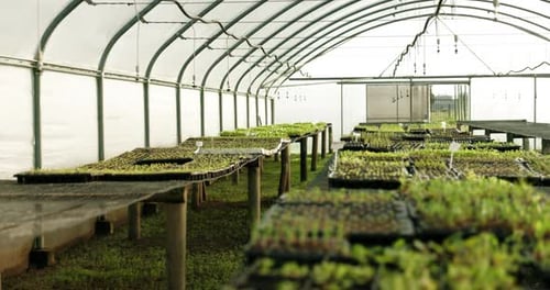 Plants, tray and seedlings in agriculture background, vegetables or growth and empty warehouse