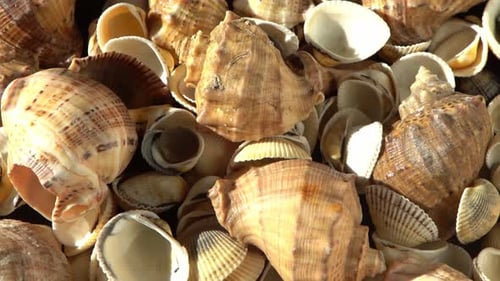 Muscheln am Strand Sommerhintergrund Rapan Shell Beige Lichtfarbe Ästhetischer Minimalismus Natur