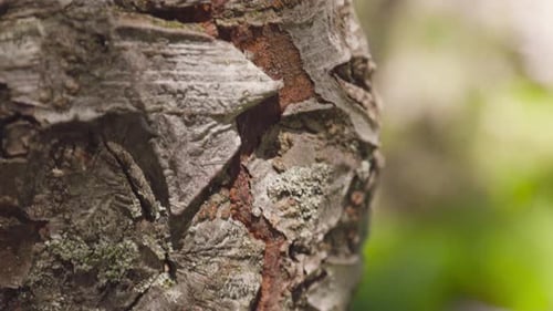 Schnecke auf dem Baumstamm im Wald