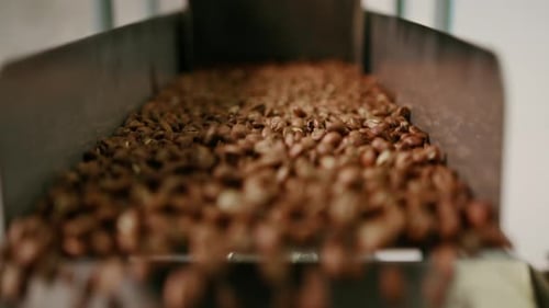 Coffee beans are pushed onto the conveyor of an industrial shaker Brown beans fall for packing
