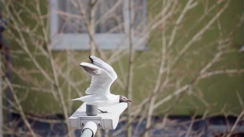 Seagull takes off from a street lamp, slow motion