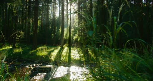 Sunlight streams through the forest, casting a soft glow on the trees and the flowing river