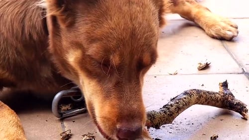 Breed dog enjoying chewing bark of a tree. Close up.