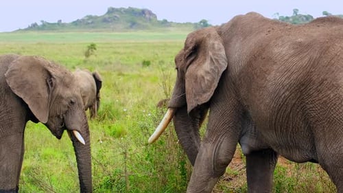 A herd of elephants graze in a meadow in the wild of the African savannah